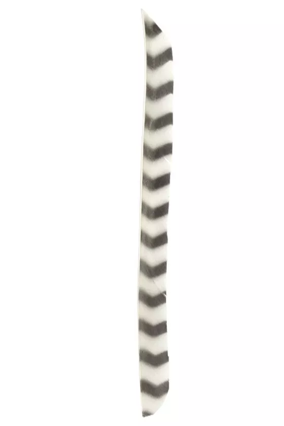 Naturfeder volle Länge zebra 10 Stück